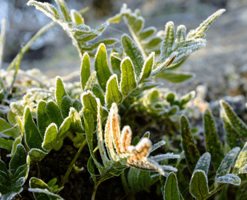 winter-landscaping
