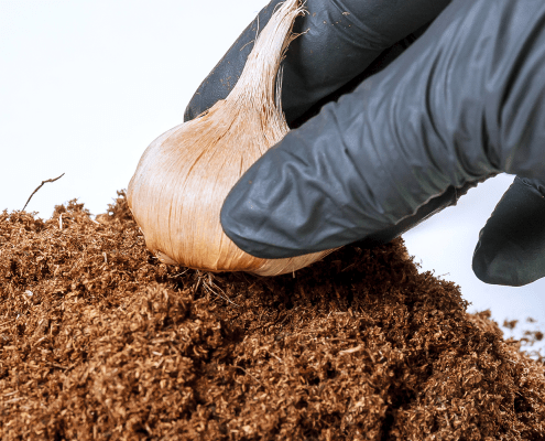 Bokashi-Bran-composting-1