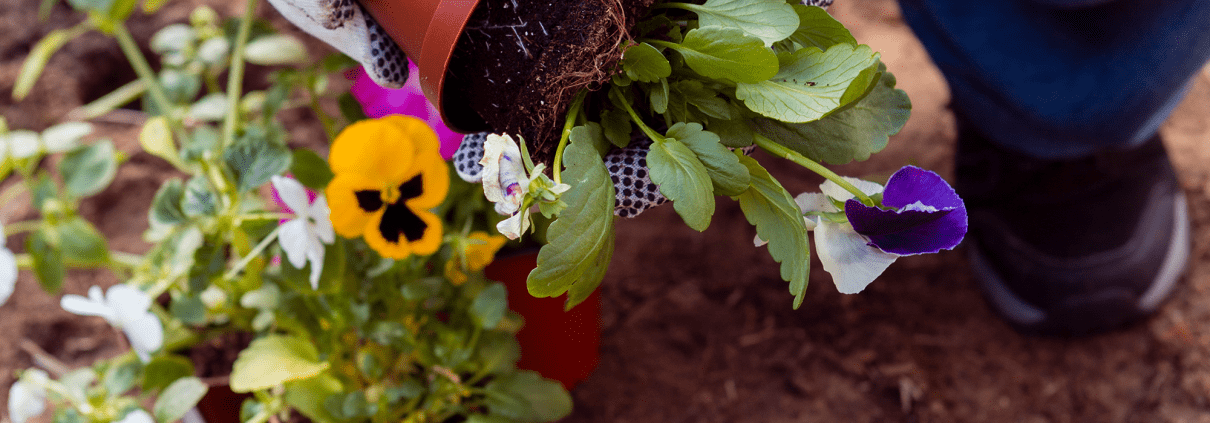 Compost-for-Plants-2