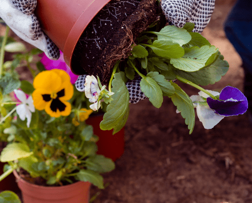 Compost-for-Plants-2