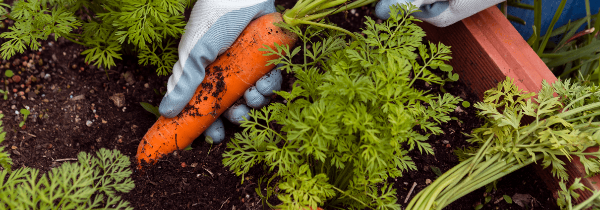 The-Right-Compost-for-Vegetable-Gardens-3