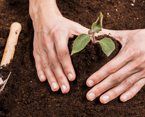 organic-compost-5