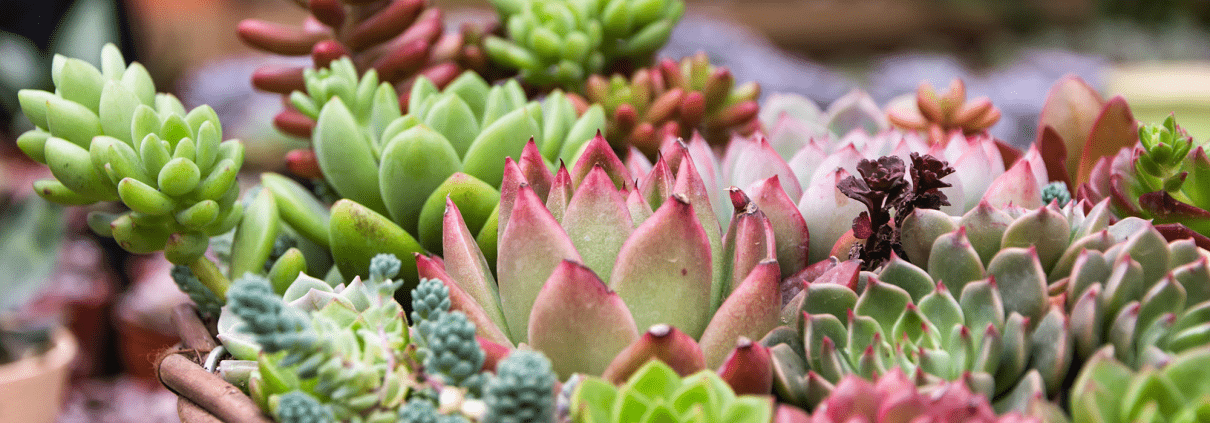 Low-Maintenance Plants