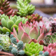 Low-Maintenance Plants
