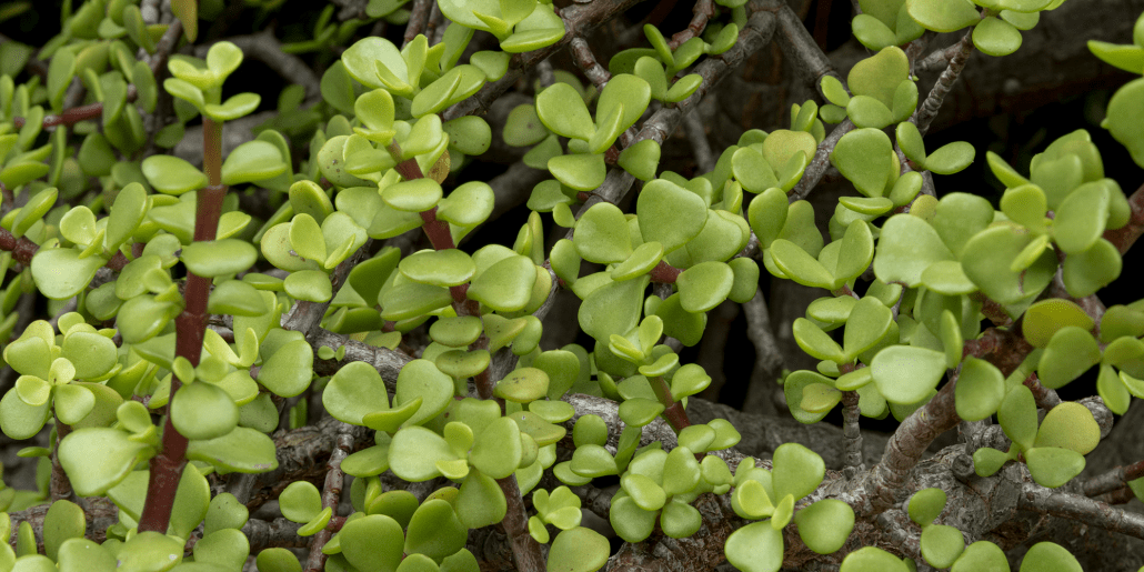 Low-Maintenance Plants