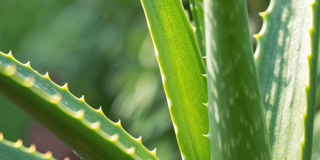 Low-Maintenance Plants