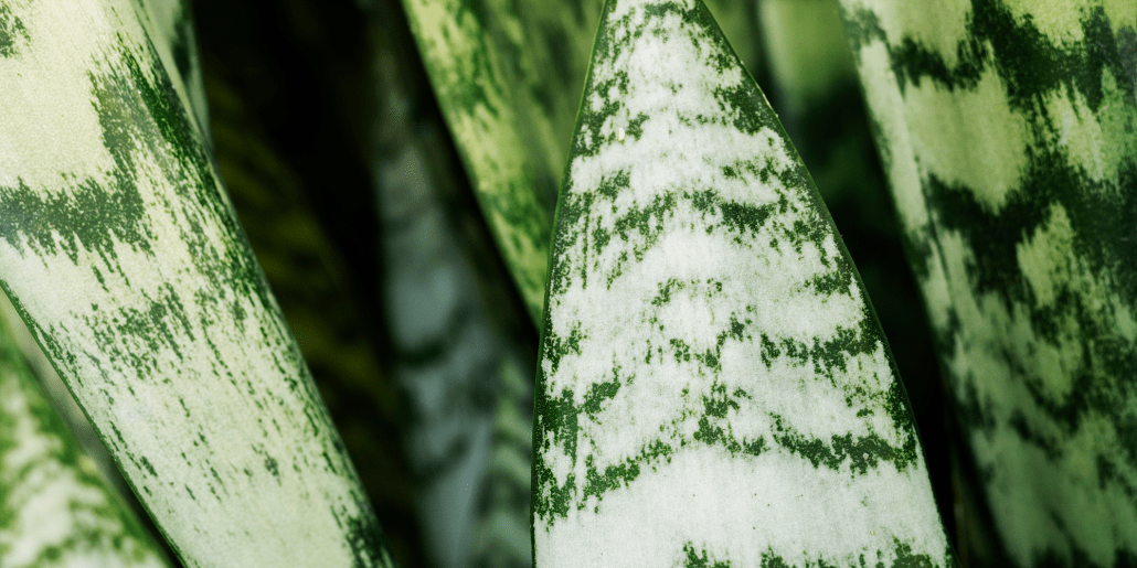 Low-Maintenance Plants