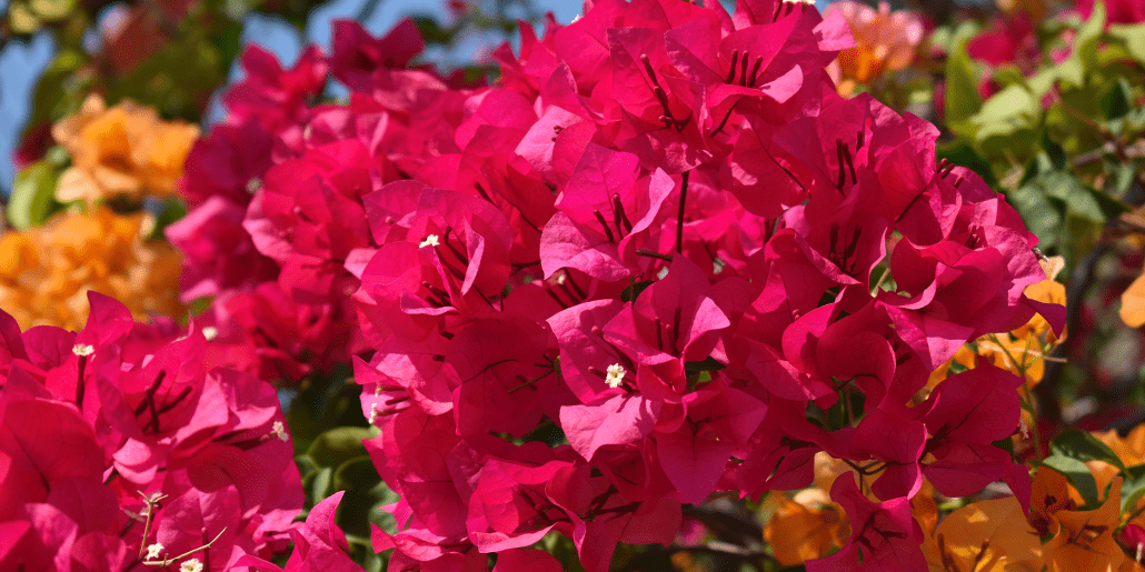 Low-Maintenance Plants