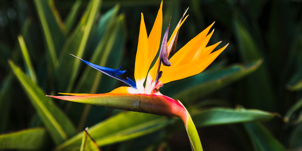 Low-Maintenance Plants