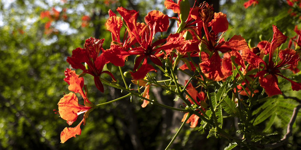 Low-Maintenance Plants