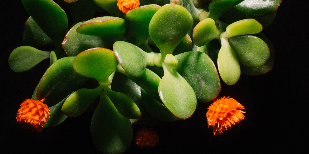 Low-Maintenance Plants