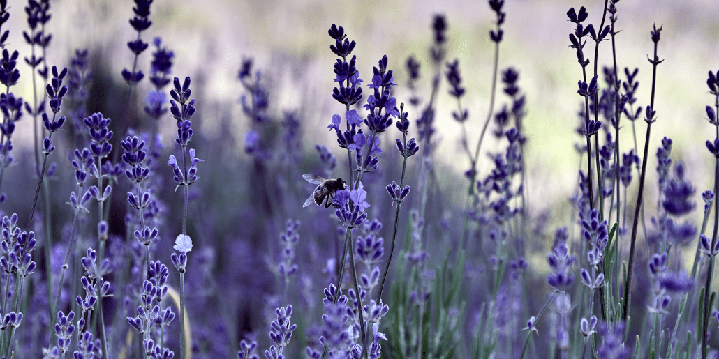 Low-Maintenance Plants