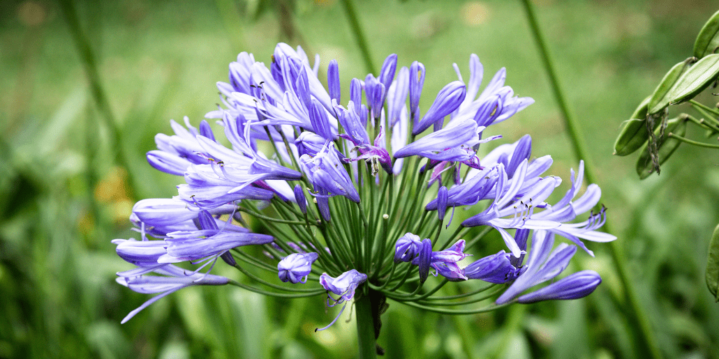 Low-Maintenance Plants