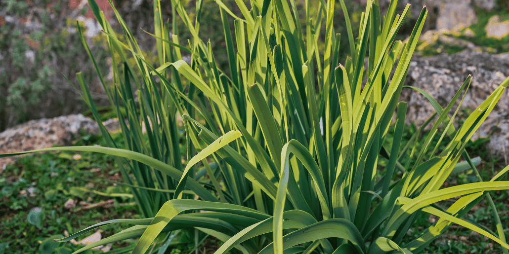 Low-Maintenance Plants