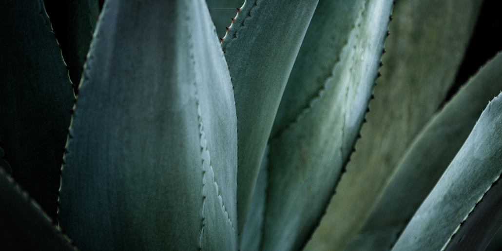 Prepare Your Garden for Winter with Indigenous Plants!