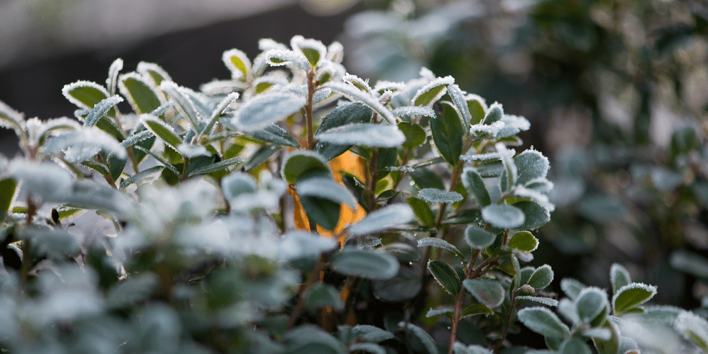 Prepare Your Garden for Winter with Indigenous Plants!